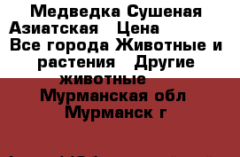 Медведка Сушеная Азиатская › Цена ­ 1 400 - Все города Животные и растения » Другие животные   . Мурманская обл.,Мурманск г.